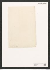 Amphora excisa Greg. (de-Toni-Nr.: Genus 36, Species 1509) Zeichnungen Sammlung Grunow (NHMW-BOT-W0370272)